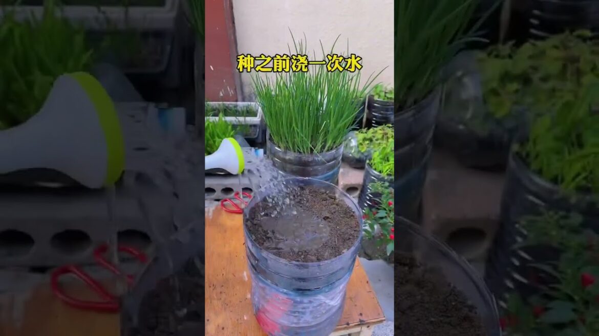 My growing Vegetable at home by Meimei