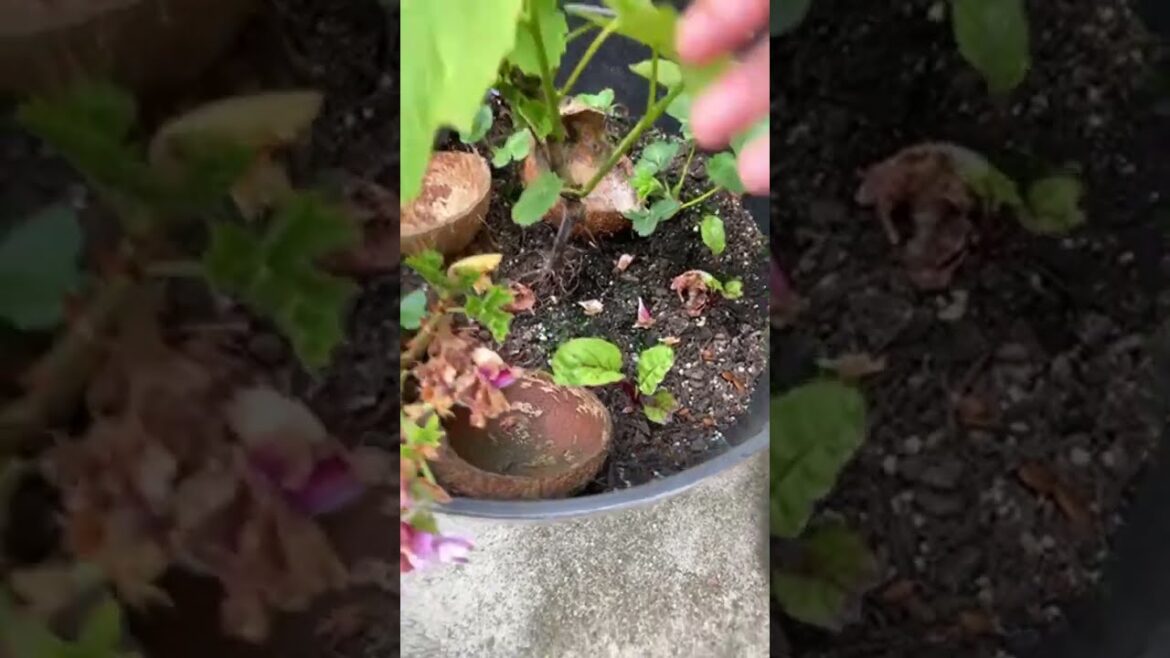 What’s growing ? Container garden tour #california #gardening