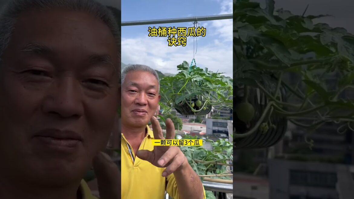 My growing Vegetable at home by Meimei