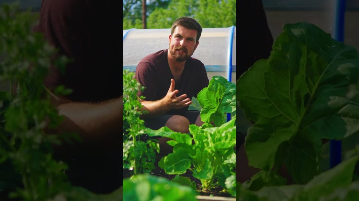 You can harvest this crop every week for 2-3 years! #shorts