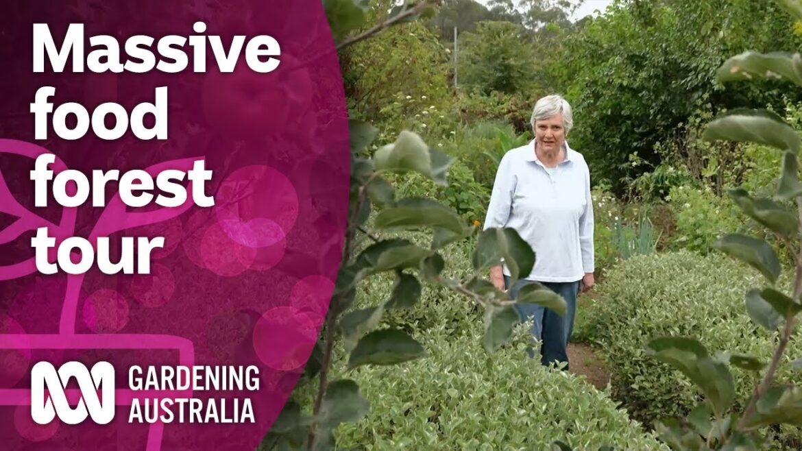 Touring an amazing food forest with over 300 edible plants | Discovery | Gardening Australia Touring an amazing food forest with over 300 edible plants | Discovery | Gardening Australia