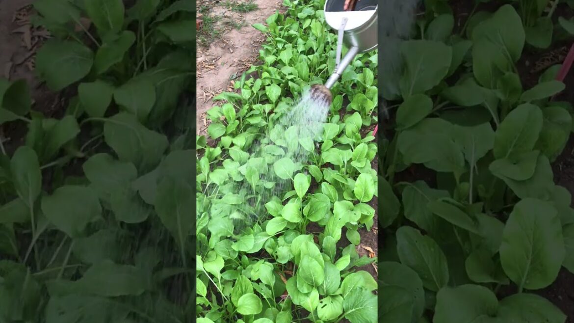 Tool for watering vegetable no fertilizer#vegetables