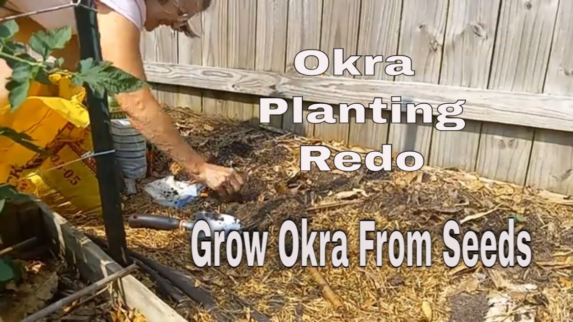Okra Planting Redo! Grow Okra From Seeds🌱 Okra Planting Redo! Grow Okra From Seeds🌱