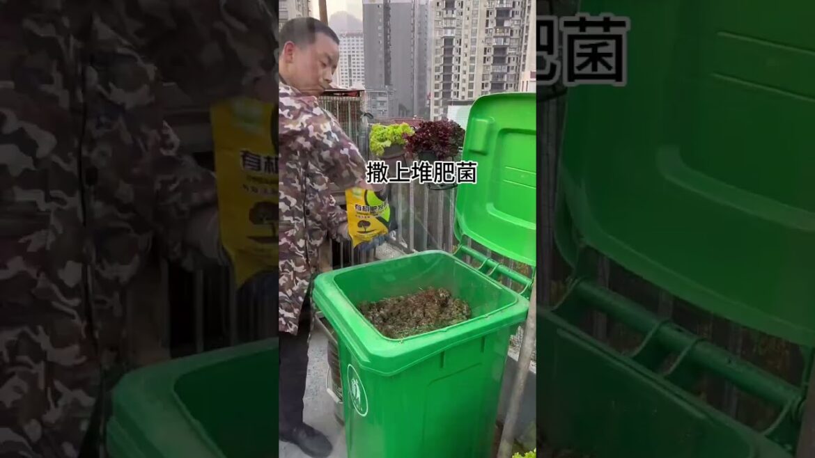My growing Vegetable at home by Meimei
