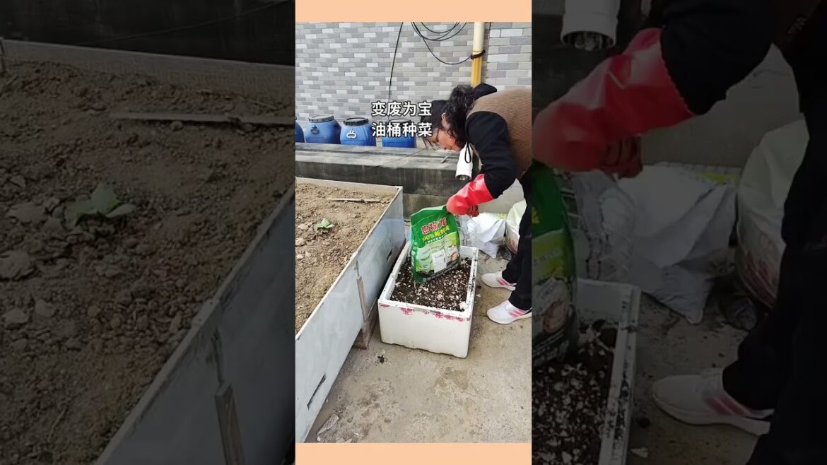 My growing Vegetable at home by Meimei My growing Vegetable at home by Meimei