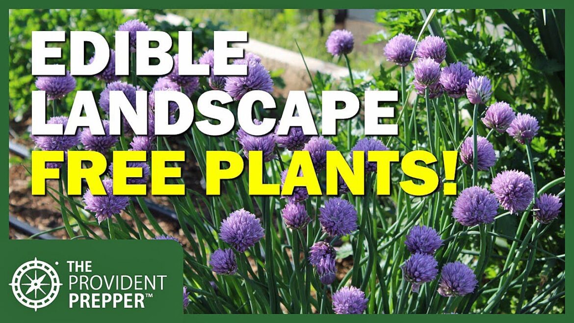 Free Plants! How to Divide Chives and Grow Them in Your Edible Landscape Free Plants! How to Divide Chives and Grow Them in Your Edible Landscape