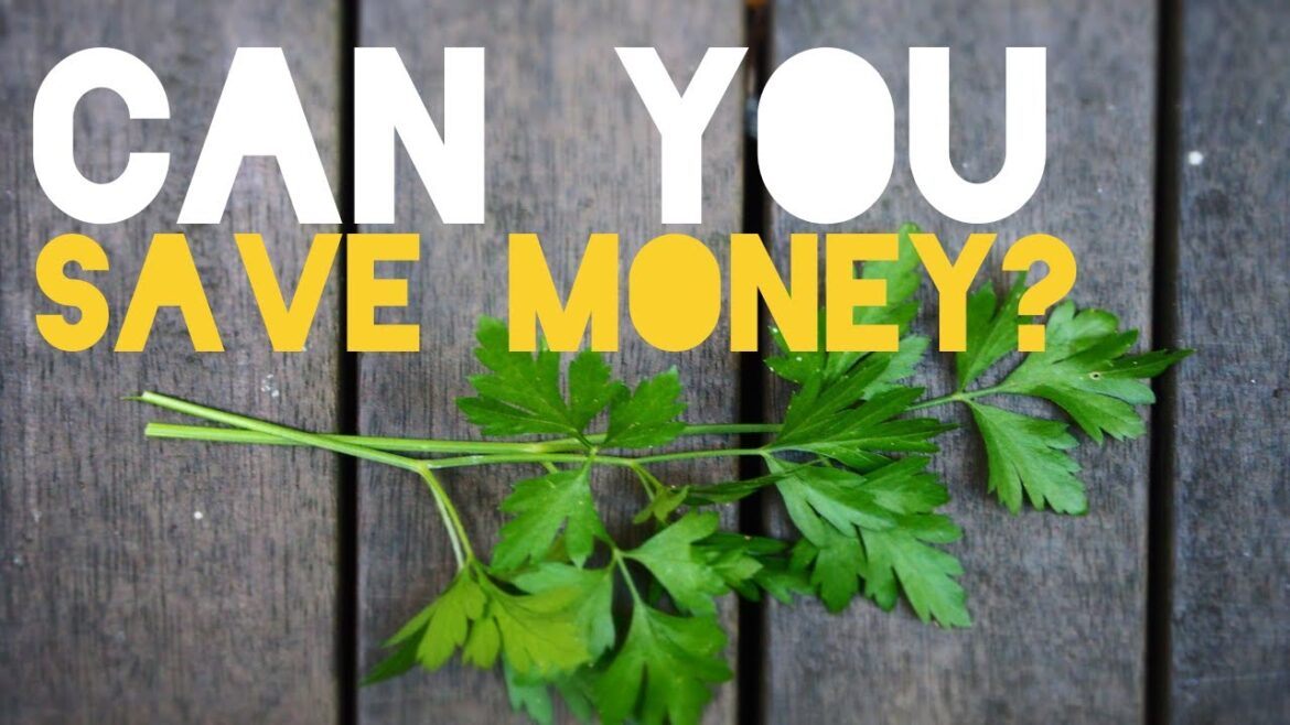 Save Money and Eat Fresh: Growing Your Own Food Experiment