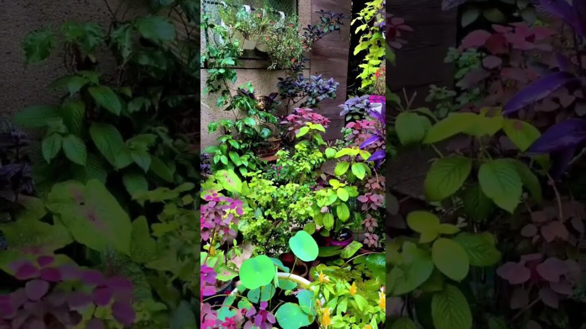 Beautiful backyard garden #gardeningaesthetics #beautifulhomegarden