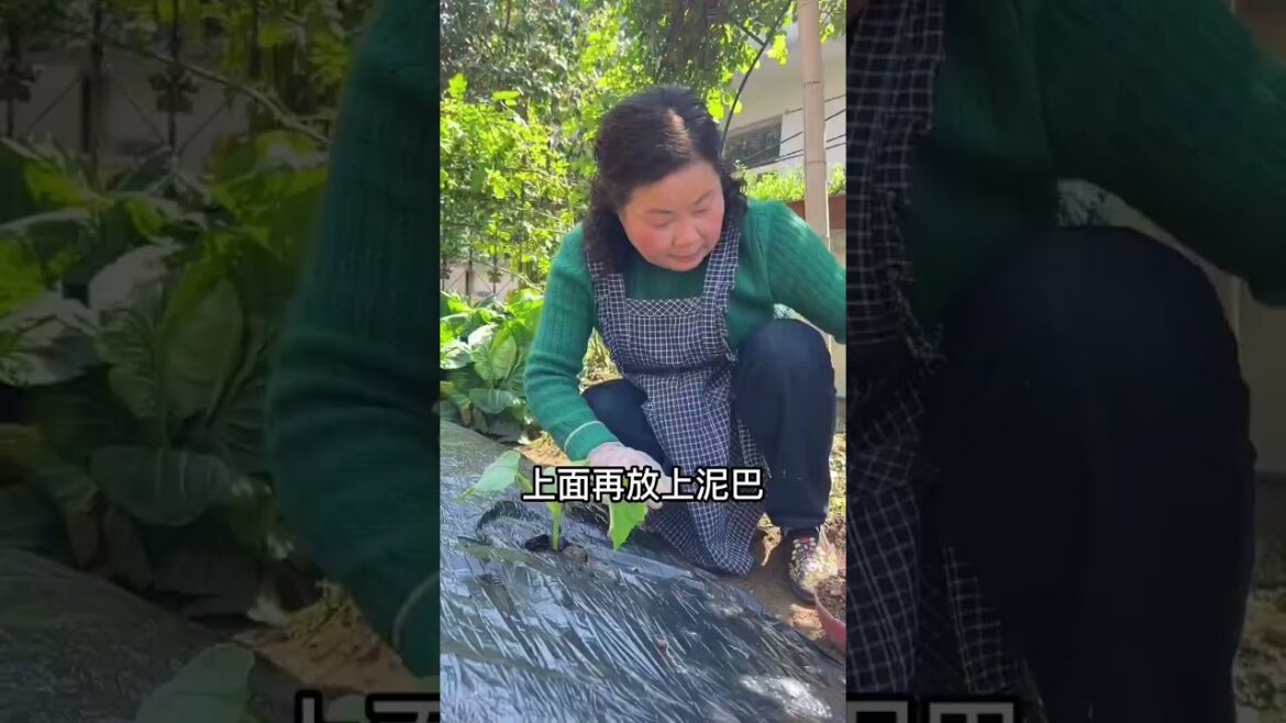 My growing Vegetable at home by Meimei