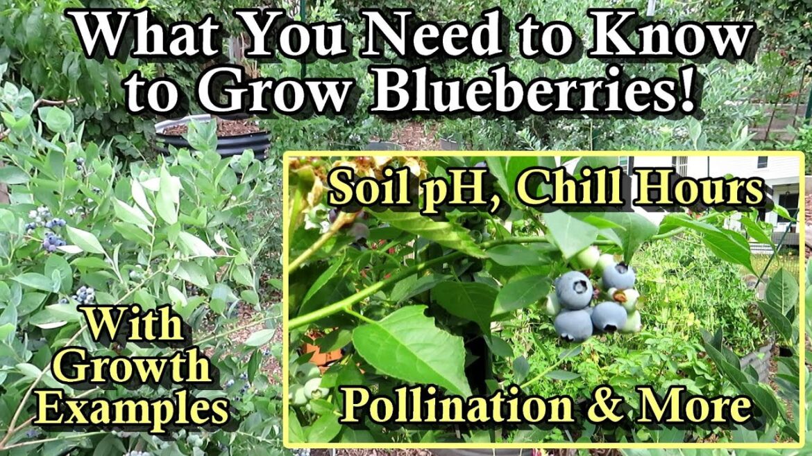 Gary Pilarchik: How to Grow Blueberries: Everything You Need to Successfully Grow Blueberries in Your Garden! How to Grow Blueberries: Everything You Need to Successfully Grow Blueberries in Your Garden!