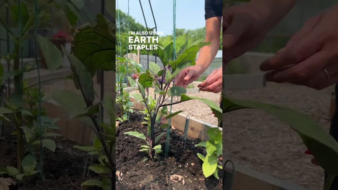 Happy #testgardentuesday! It's tomato time!