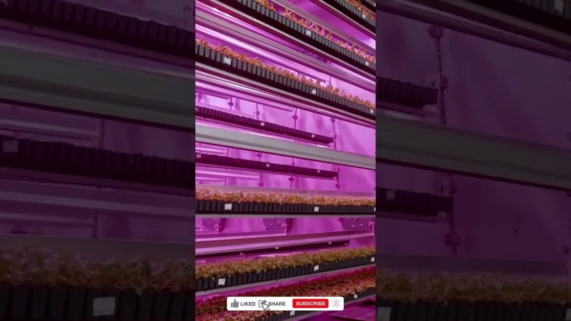 CubicFarms ｜Controlled growing environment for plants