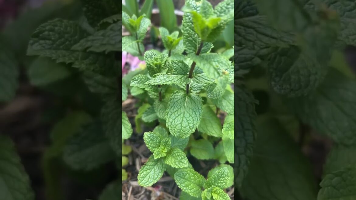 Home Gardening Mint: Can You Smell It?
