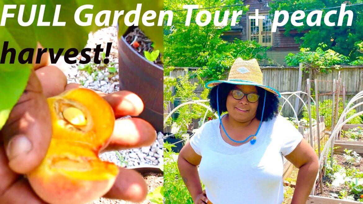 FULL Backyard Garden Tour #2 + We got some PEACHES! // May 2023