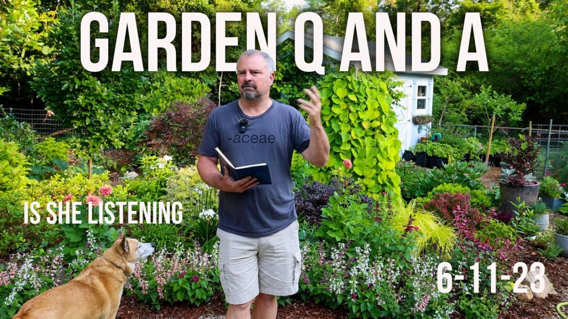 Great Gardening Questions from Subscribers – Ceanothus, Mock Orange, Pittosporum, Sterile Plants Great Gardening Questions from Subscribers - Ceanothus, Mock Orange, Pittosporum, Sterile Plants