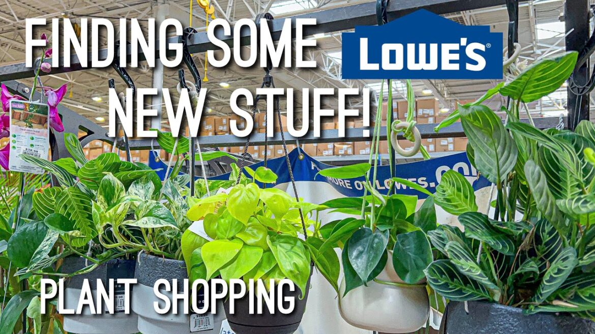 New Live Trends Planters, Yellow Philo Basket, & Much More! Plant shopping at Lowes