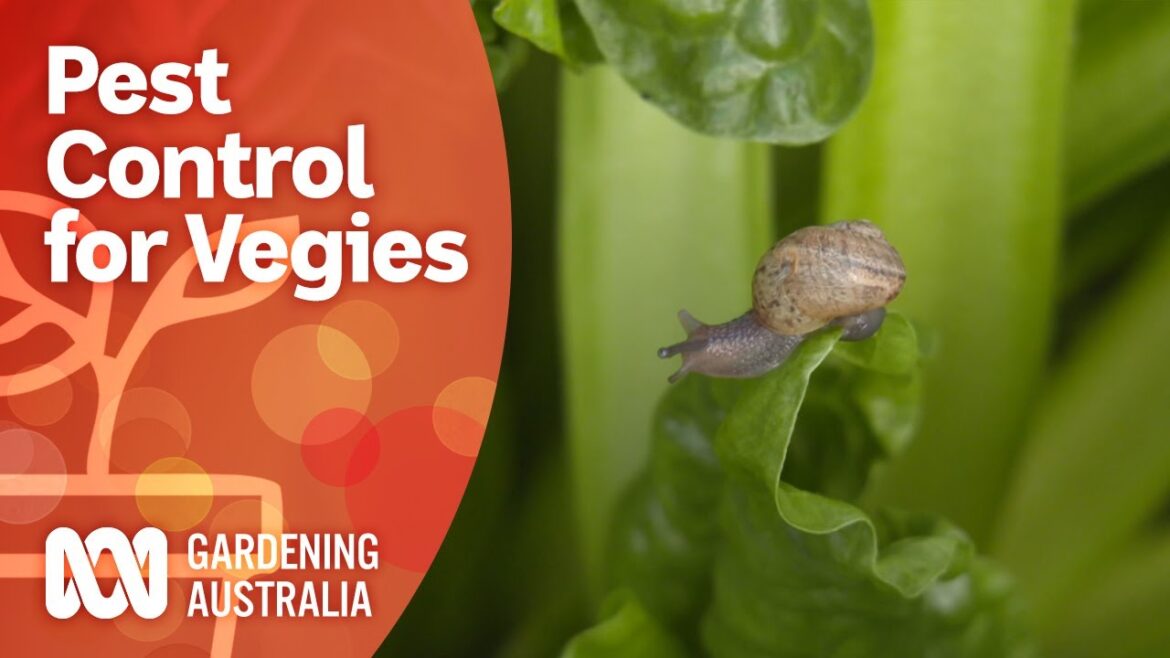 Safely control pests in the vegie patch | Growing fruit and vegies | Gardening Australia Safely control pests in the vegie patch | Growing fruit and vegies | Gardening Australia