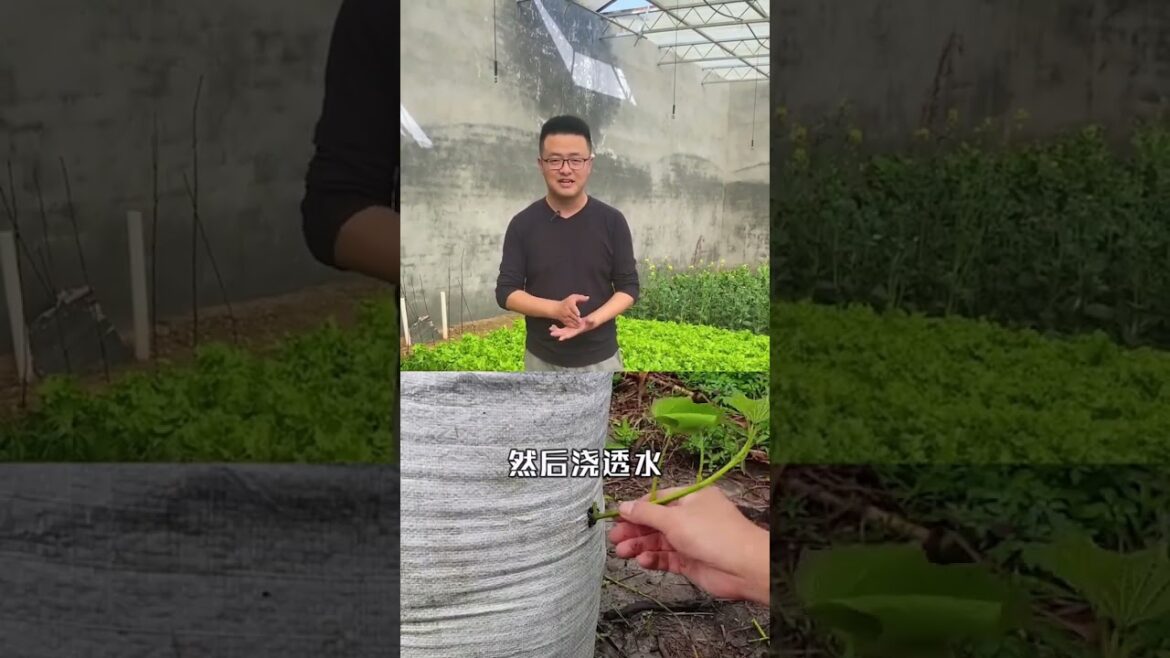 My growing Vegetable at home by Meimei