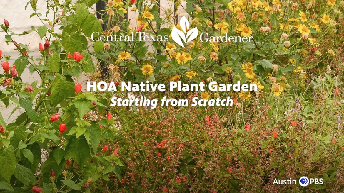 Native Plant Garden from Scratch in HOA: Kathleen Scott Native Plant Garden from Scratch in HOA: Kathleen Scott
