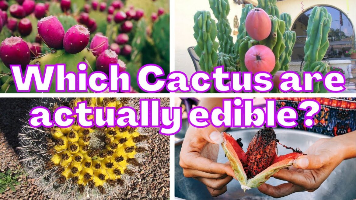 Which Cactus are actually edible? Succulents you can eat Which Cactus are actually edible? Succulents you can eat