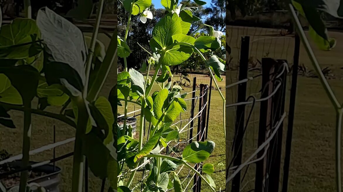 EXTENDING our SNOW PEA trellis #gardening #diy #shorts