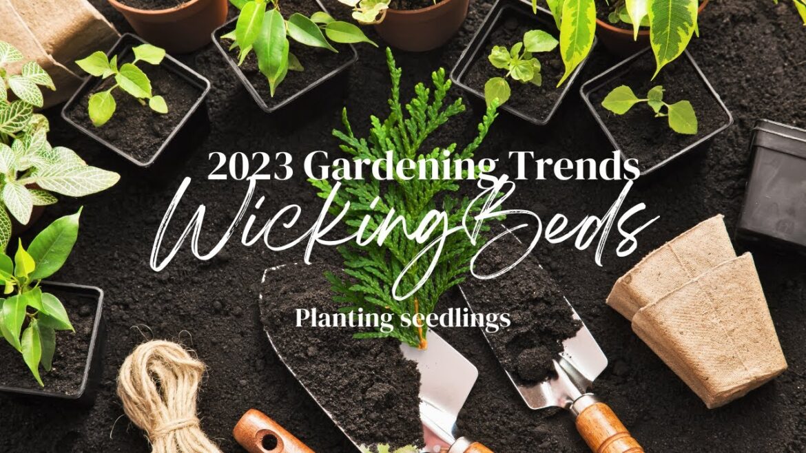 2023 garden trends wicking garden beds | Planting seedlings.