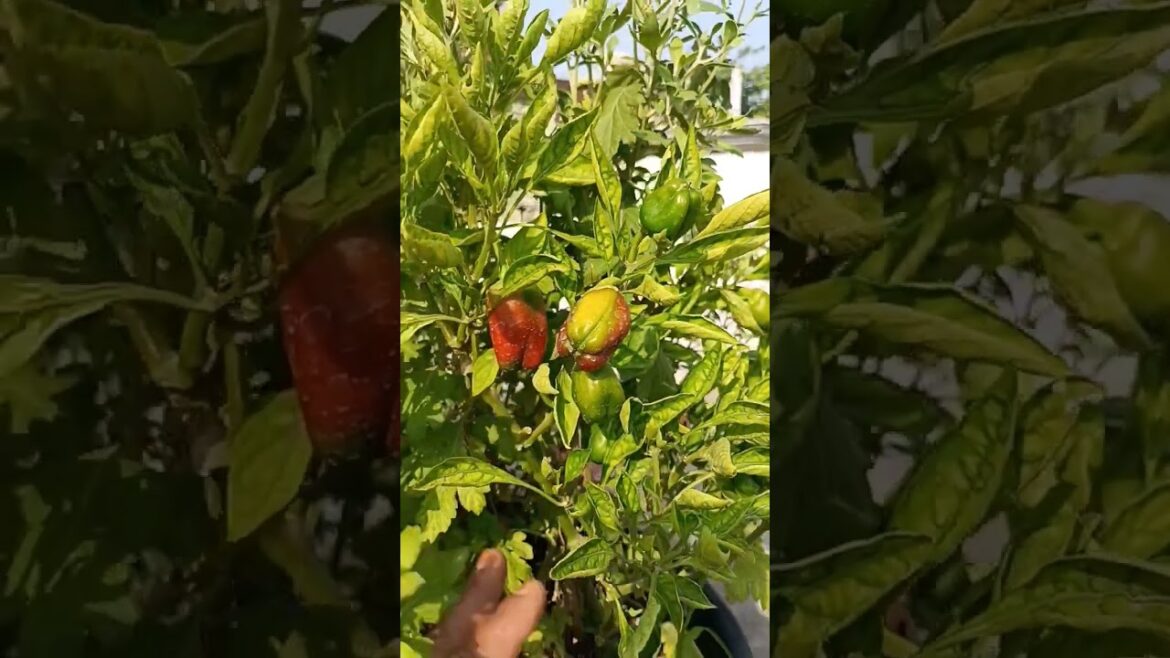 capsicum plant frutting in my terrace garden #shorts #youtubeshorts #viral #trending #overview