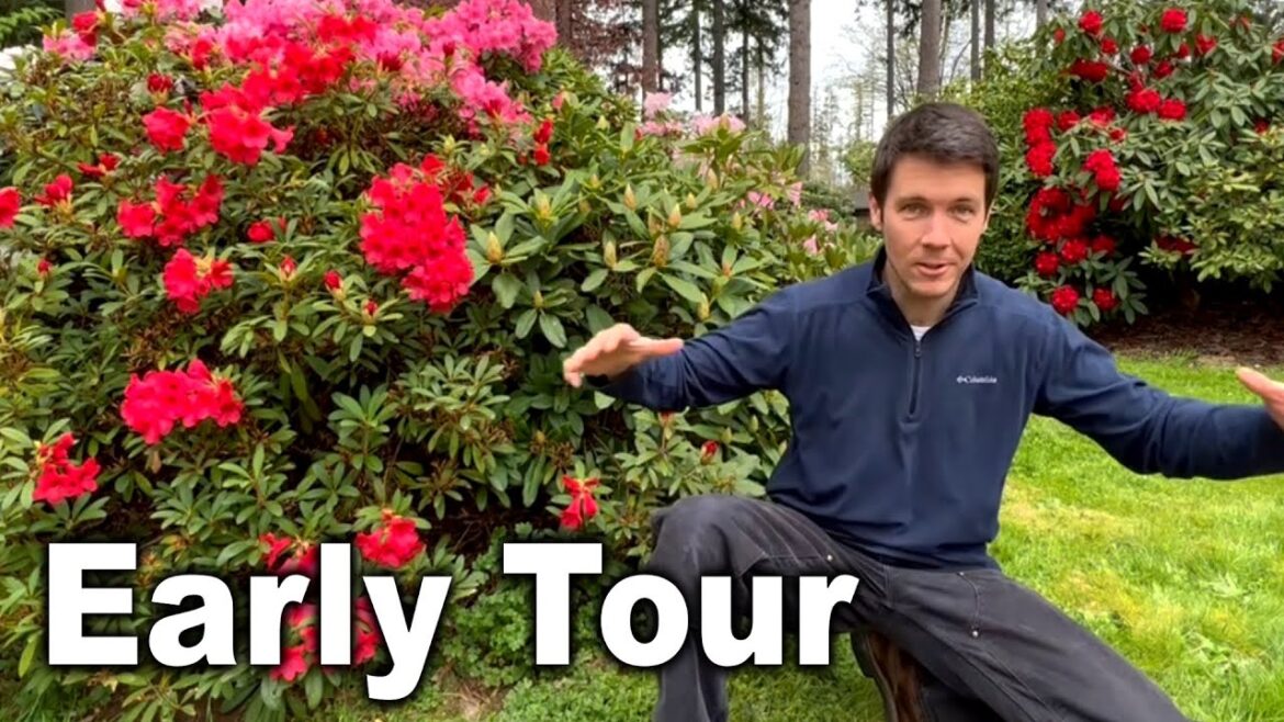 How to Plant Rhododendrons in Your Landscape: Garden Tips | Early Season Garden Tour How to Plant Rhododendrons in Your Landscape: Garden Tips | Early Season Garden Tour
