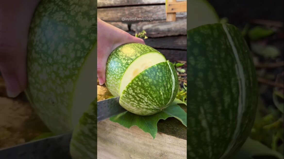 Edible Winter Melon 😱😱 #shorts #satisfying #melon #food #youtubeshorts #garden #shortsfeed