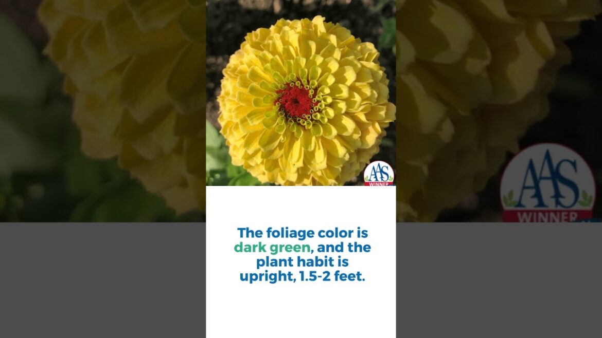 All-America Selections Flowers & Vegetables: Zinnia Queeny Lemon Peach Zinnia Queeny Lemon Peach