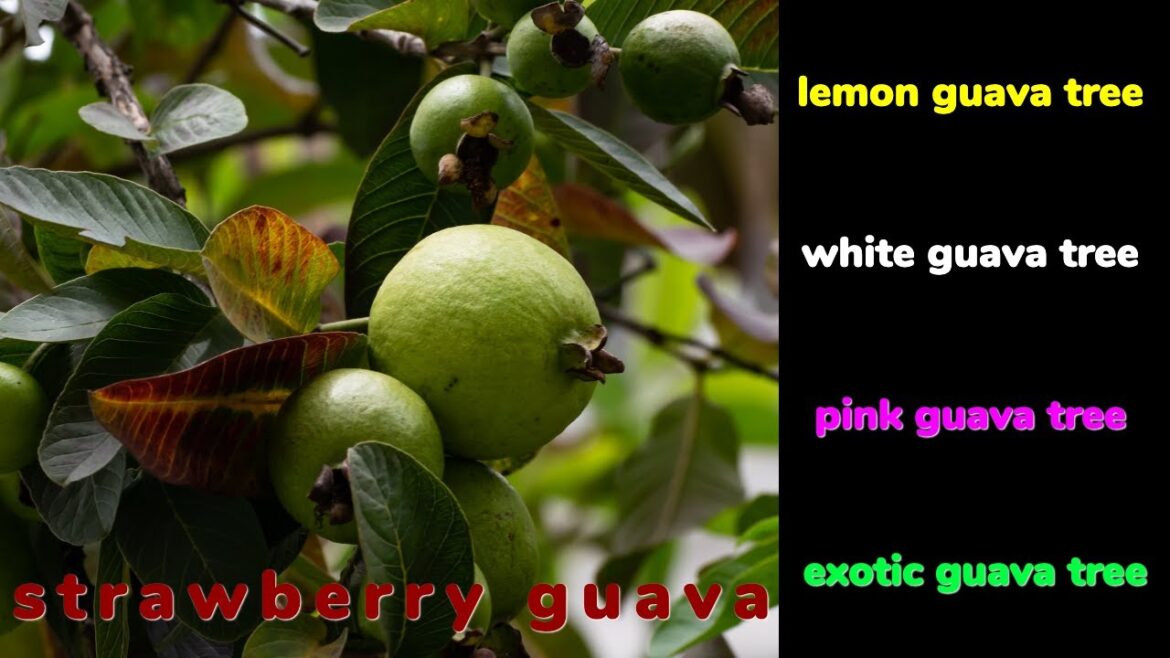 Best Fruit Trees To Grow In Large Container (SERIES) Video #2  #Strawberry Guava