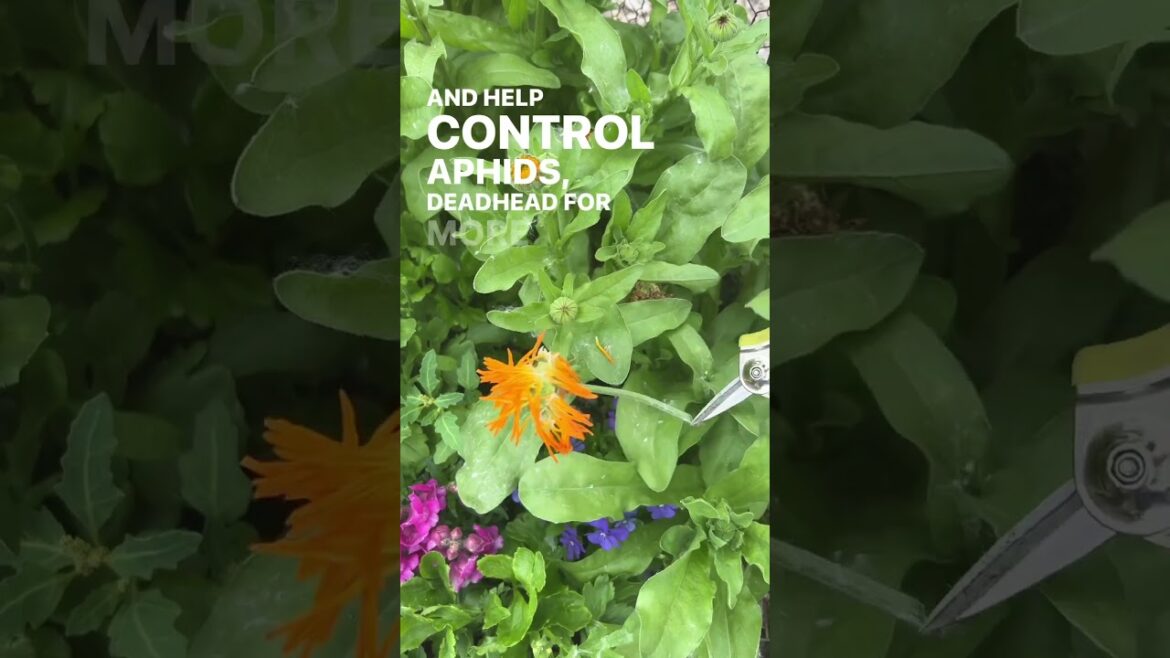 Happy #testgardentuesday! We are celebrating #PollinatorWeek! ๐ Happy #testgardentuesday! We are celebrating #PollinatorWeek! ๐