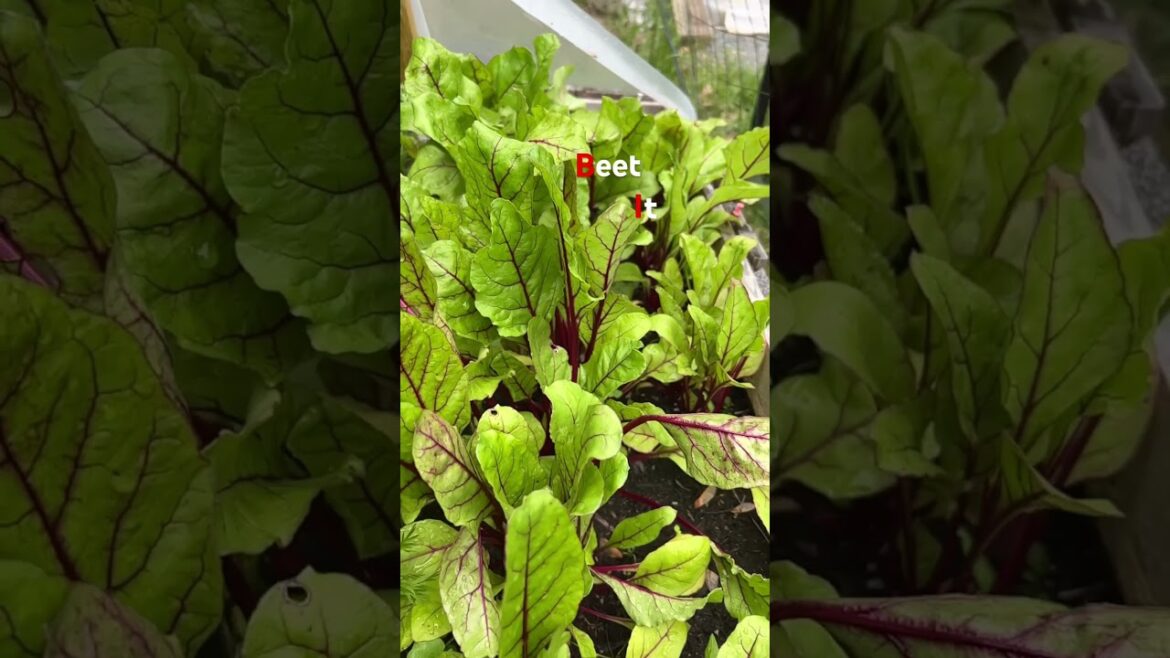 Just Beet it - GARDEN UPDATE