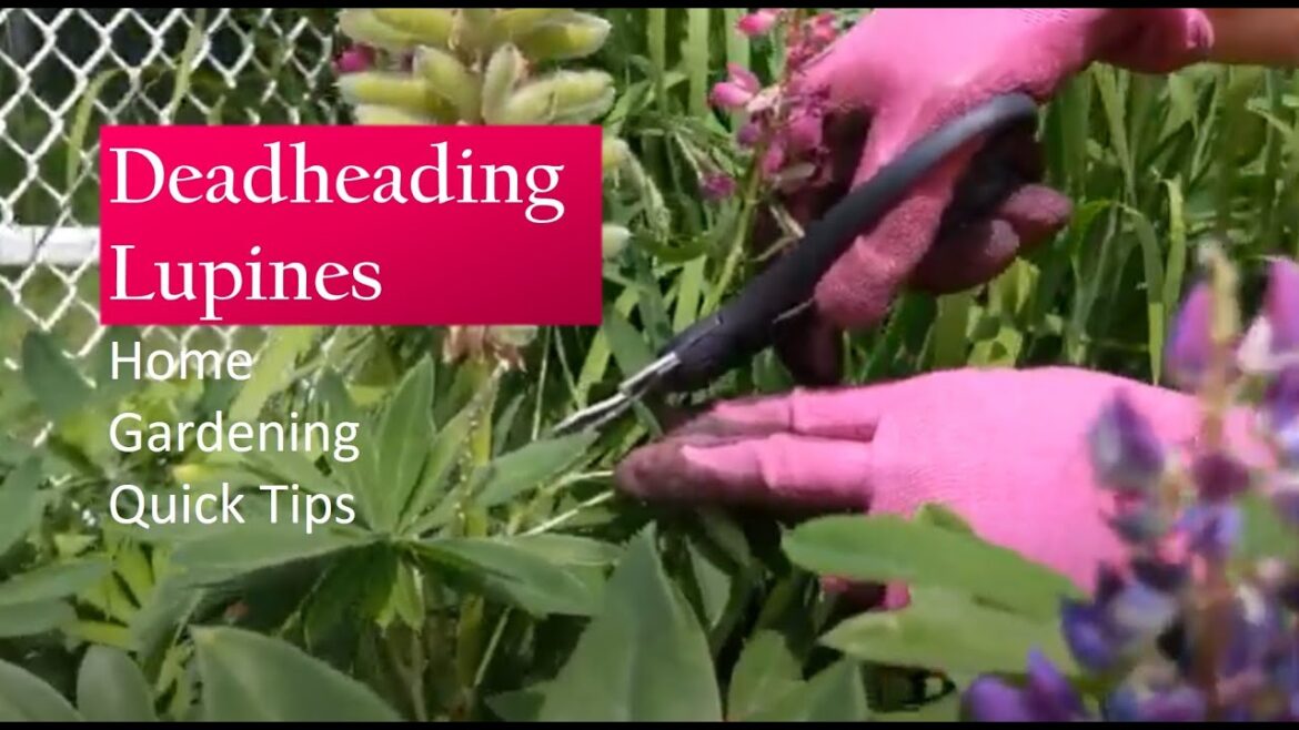 Deadheading Lupines - Home Gardening Quick Tips