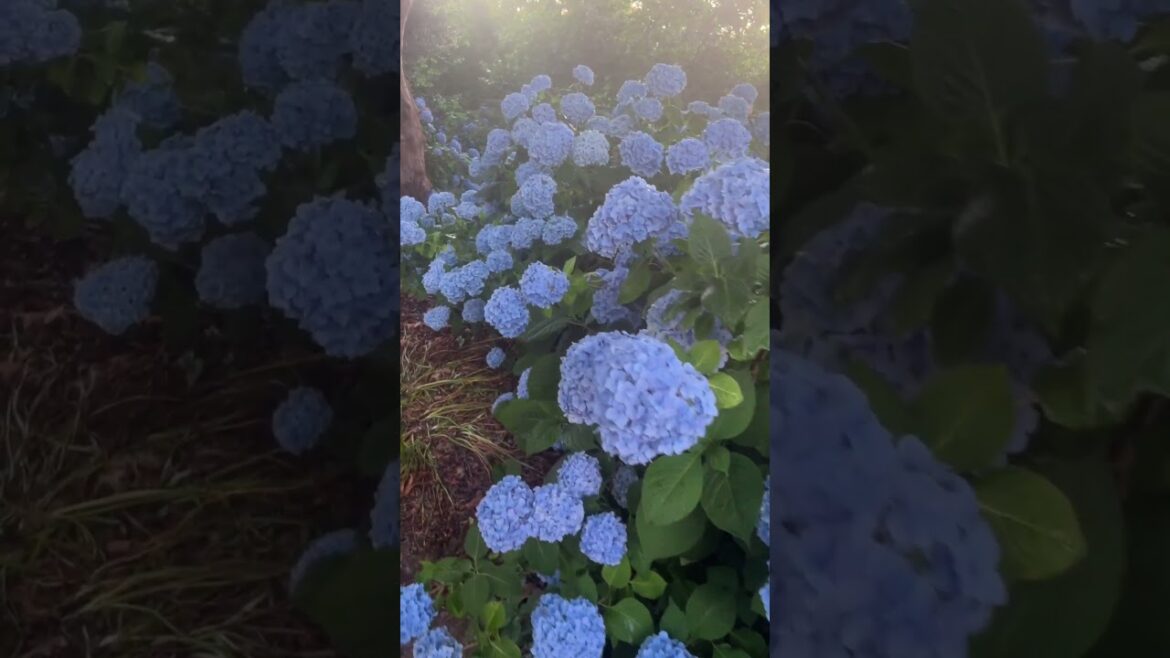Farm Tour 2023. One of my hydrangea groves. Farm Tour 2023. One of my hydrangea groves.