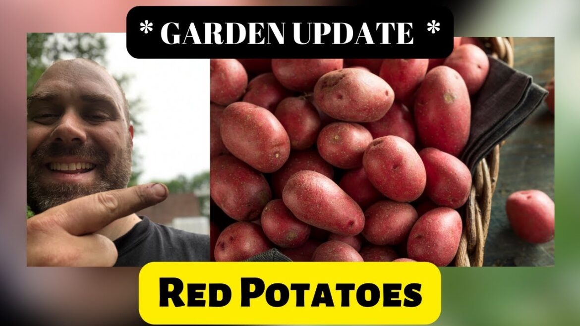 Plant Your Old Potatoes GARDEN UPDATE