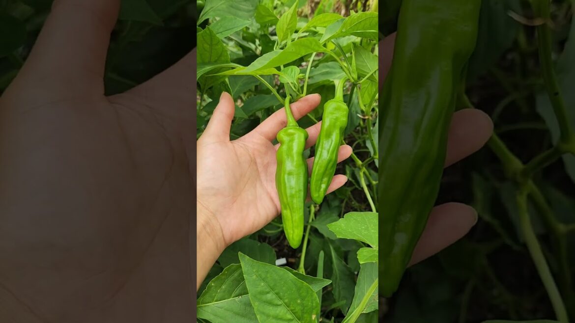 Super productive Shishito peppers #peppers #seeds #garden #homegrown #vegetablegarden #gardenlife Super productive Shishito peppers #peppers #seeds #garden #homegrown #vegetablegarden #gardenlife