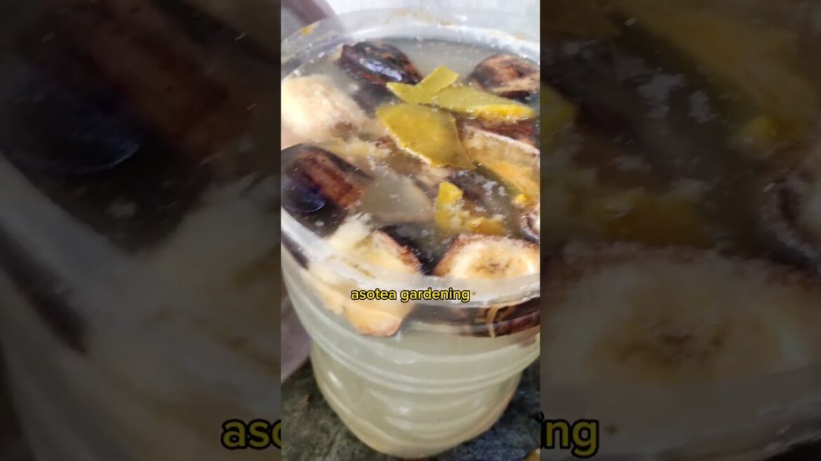 do not throw your leftover fruits and vegetables | rooftop gardening #new #video #shortvideo #short