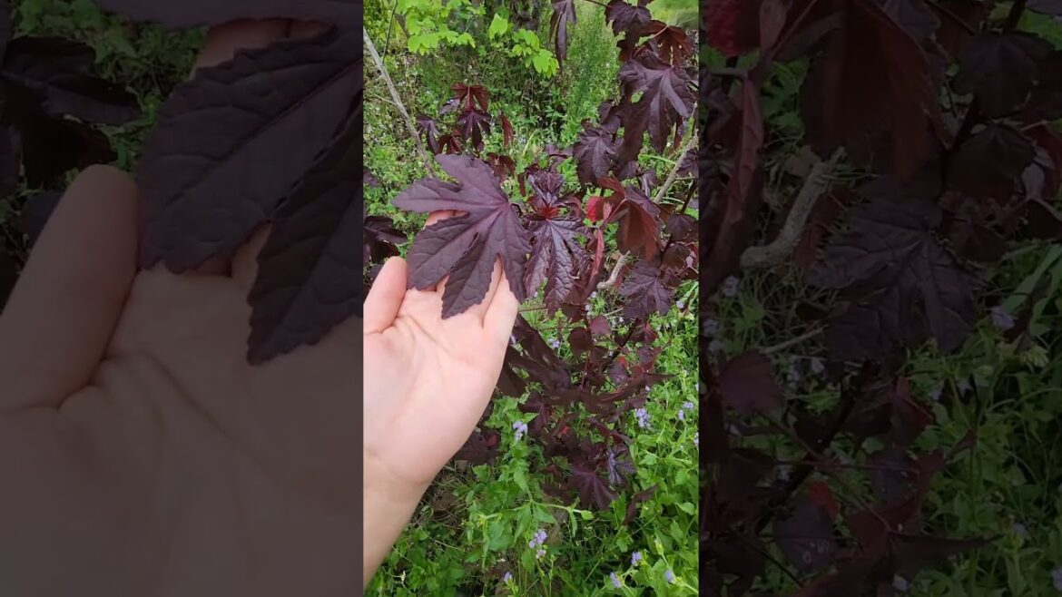 Roselle or Cranberry Hibiscus: Which is Better for Tea? #flowers #teagarden #gardening #plants Roselle or Cranberry Hibiscus: Which is Better for Tea? #flowers #teagarden #gardening #plants