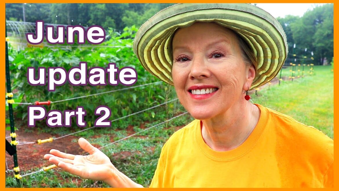 Kaye Kittrell: Tennessee is the VOLUNTEER state & I’ve got LOTS! June Garden Update – Part 2 Tennessee is the VOLUNTEER state & I've got LOTS! June Garden Update - Part 2