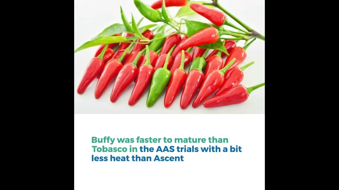 All-America Selections Flowers & Vegetables: Pepper Buffy Pepper Buffy