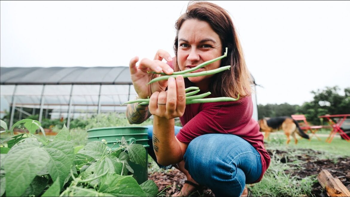 Roots and Refuge Farm: Chatting Gardening while Harvesting Beans | VLOG Chatting Gardening while Harvesting Beans | VLOG
