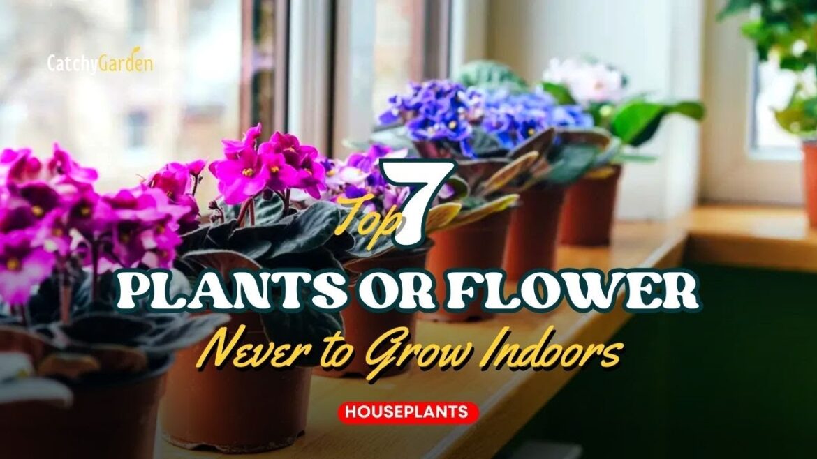 7 Plants That Will Ruin Your Indoor Oasis - Stay Away from These! 🌺🍃 //  Houseplant ideas