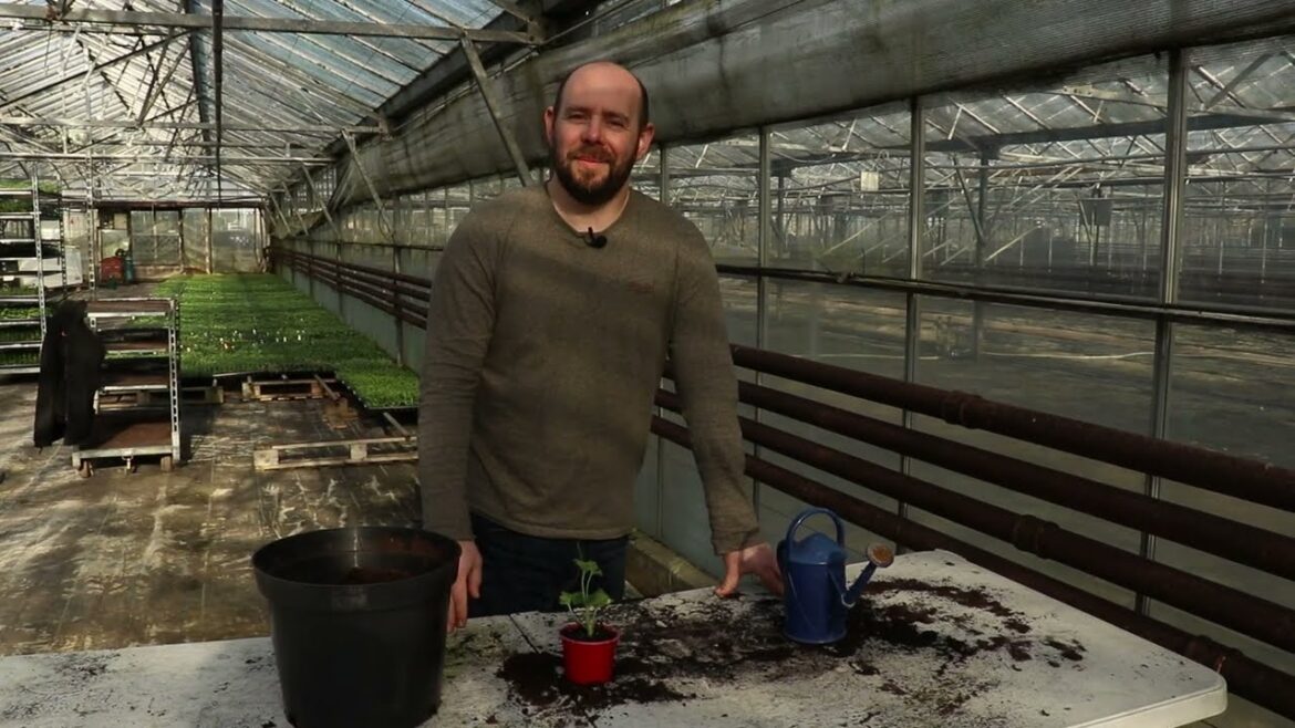 EP151- How to care for geranium plug plants & gardening tips on potting them up. #5minutefriday EP151- How to care for geranium plug plants & gardening tips on potting them up. #5minutefriday