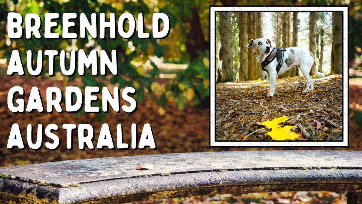 Autumn Photography at Breenhold Gardens Australia - Olympus EM1 Mark II and my dog Jerry