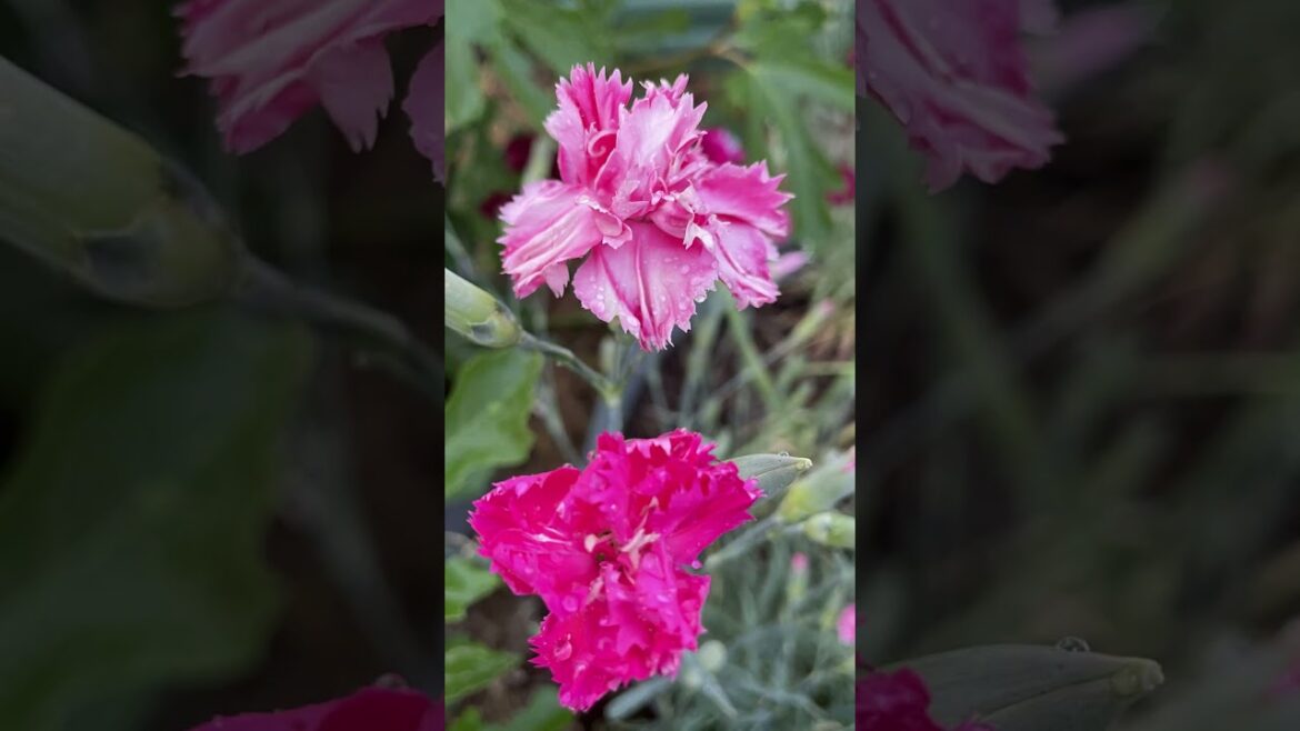 Flowers and Fruit Flowers and Fruit