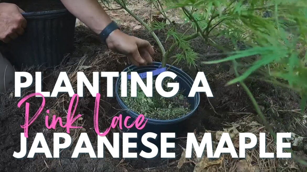 Planting a Pink Lace Japanese Maple | Driveway Planting Project Update +