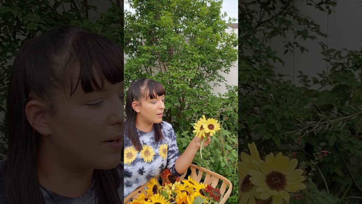 3 Different Types Of Sunflowers #sunflower #garden #gardeningtips #flowers #homegrown #plants #grow 3 Different Types Of Sunflowers #sunflower #garden #gardeningtips #flowers #homegrown #plants #grow