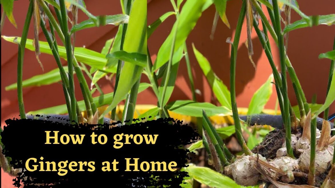 How to grow Ginger at home in pots || Vegetable gardening for beginners@BackyardGardeningbySwati
