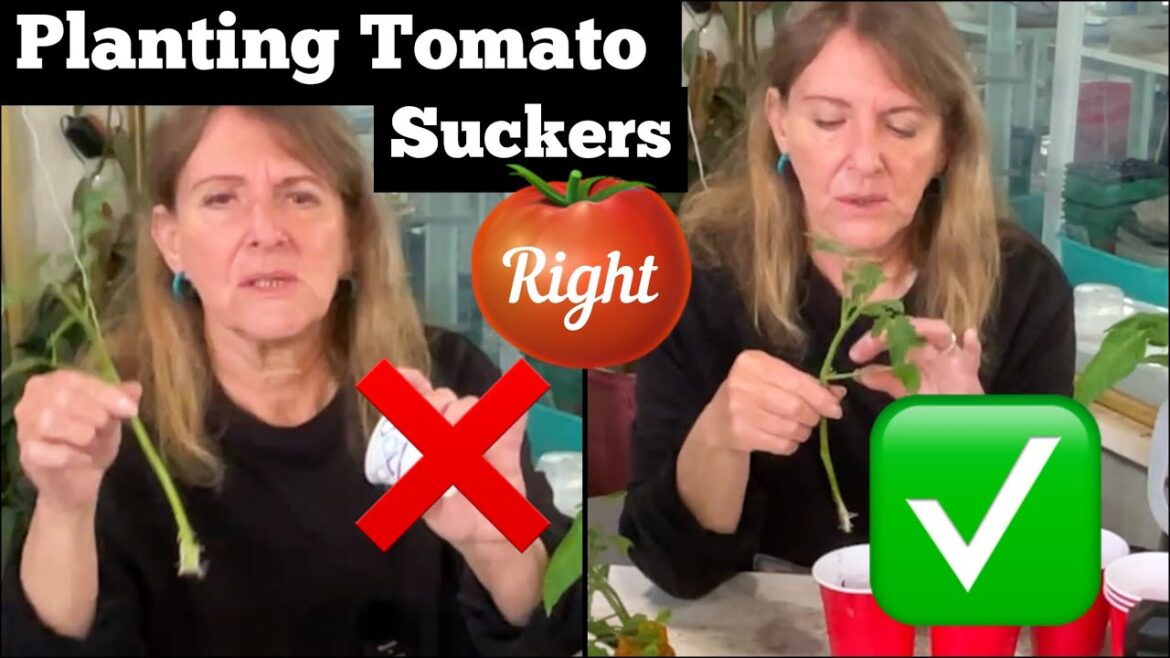 Pruning & Planting Tomato Suckers from Start to Finish RESULTS How to Grow Cuttings Container Garden Pruning & Planting Tomato Suckers from Start to Finish RESULTS How to Grow Cuttings Container Garden